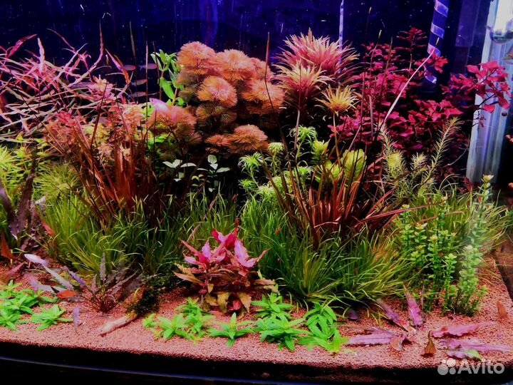 Растения для аквариума