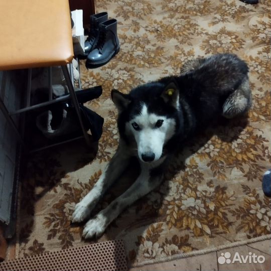 Собака в добрые руки отдам бесплатно