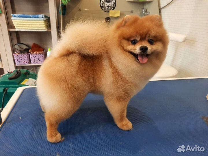 Грумер. Стрижка собак, кошек. чистка зубов-гигиена