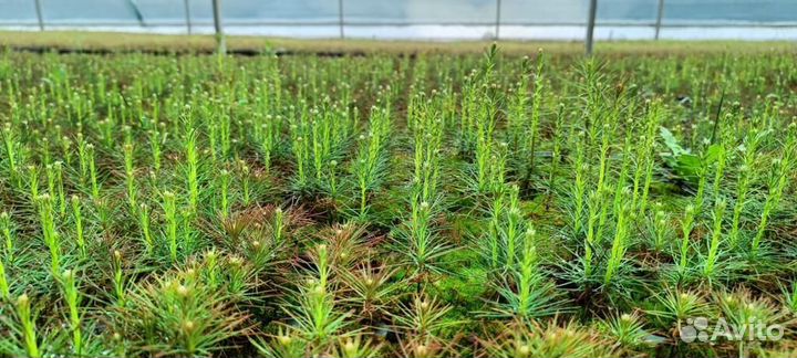 Сеянцы сосны зкс от производителя