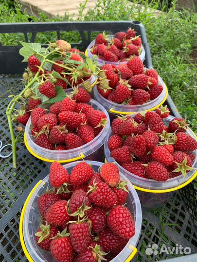 Ягода малины оптом