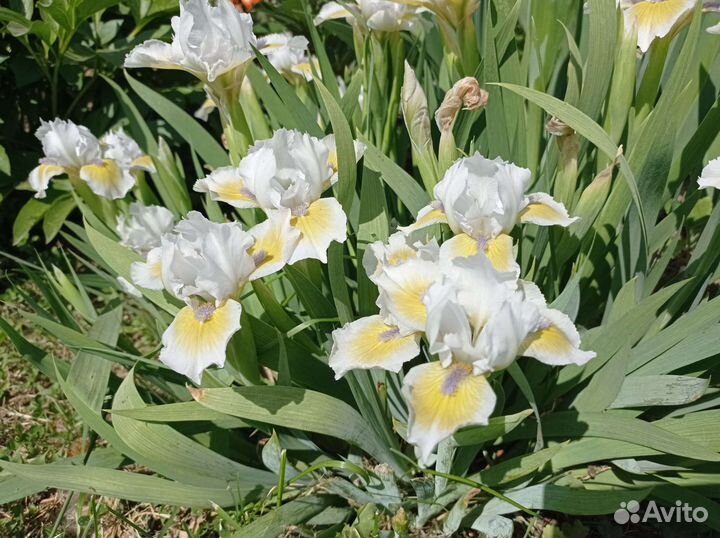Ирисы карликовые продаю