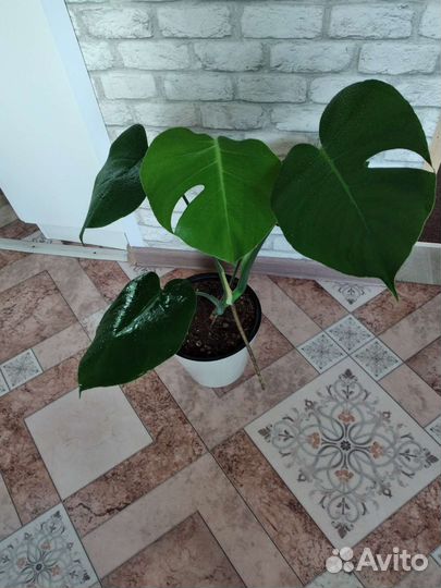 Монстера деликатесная