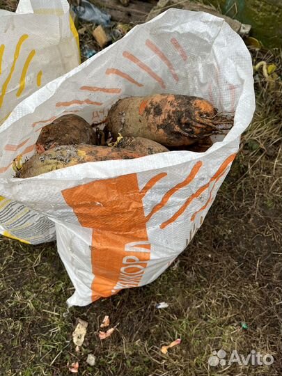 Свекла кормовая