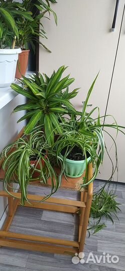 Хлорофитум,Кордилина, комнатные цветы