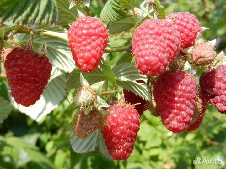 Малина саженцы. Маравилла, нижегородец карамелька