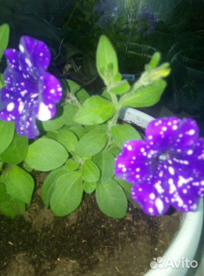 Вегетативная петуния и калибрахоа