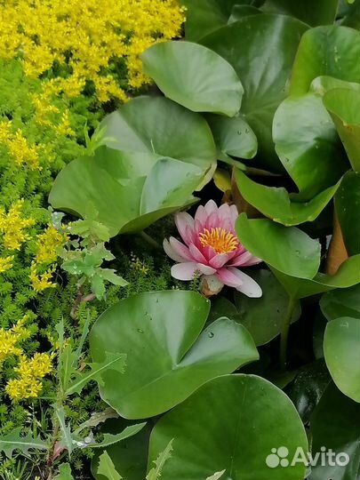 Нимфеи для пруда