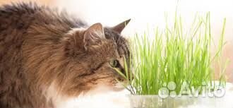 Зелень пророщенная для животных