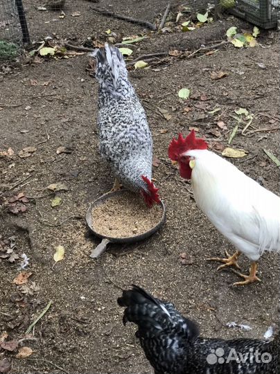 Петухи породы Леггорн