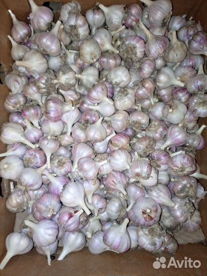 Чеснок