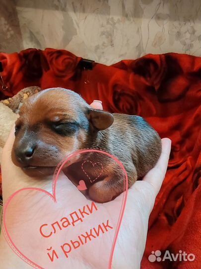 Щенки цвергпинчера