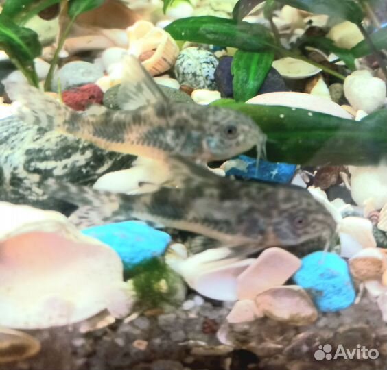 Сомики коридорасы