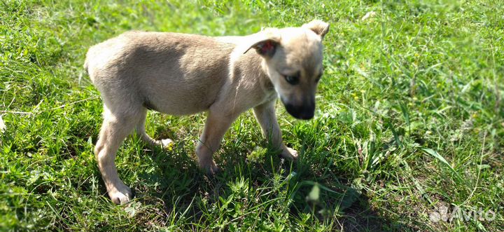 Статный Анур