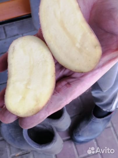 Продам картофель