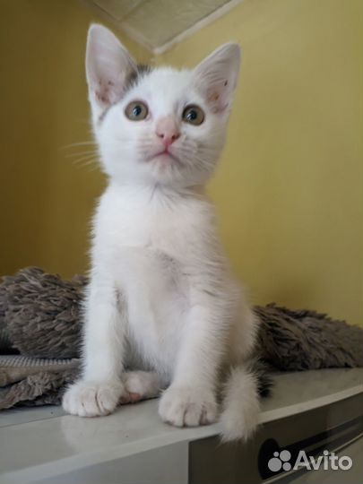 Котята домашние