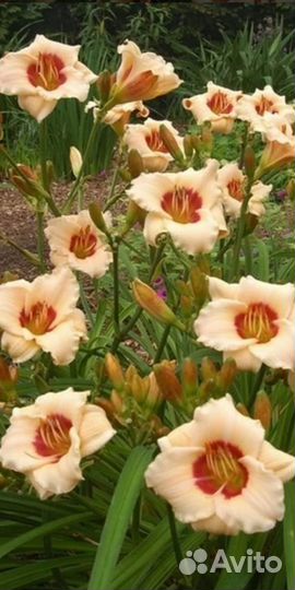 Многолетние цветы