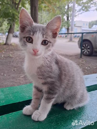 Помогите котятам выжить