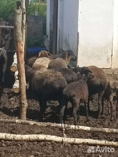Овцы бараны эдельбай