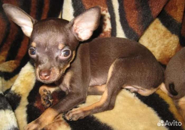 Мини той-терьер