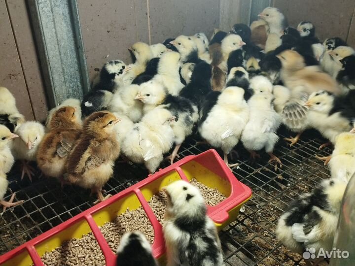 Цыплята 5ти дневные, Микс