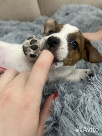 Джек Рассел терьер