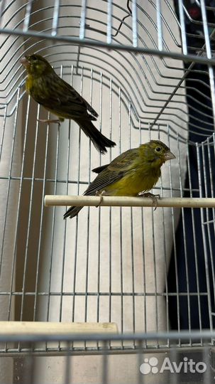 Кенар певчий