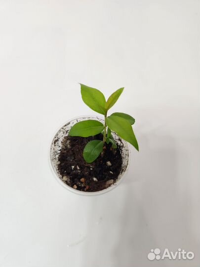 Мирт крупнолистный