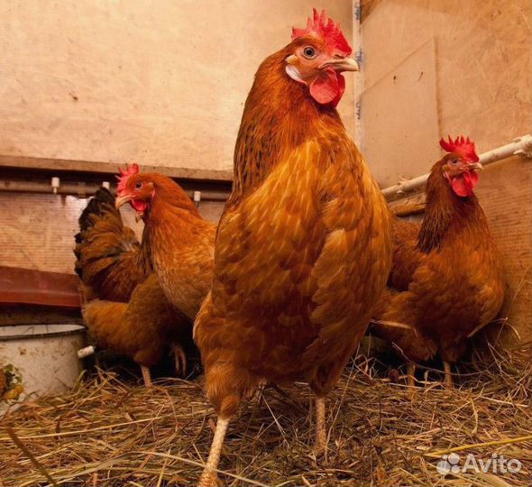 Куры несушки Кубанские красные