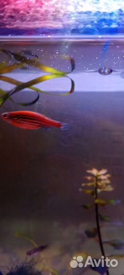 Самочки Данио голофишь