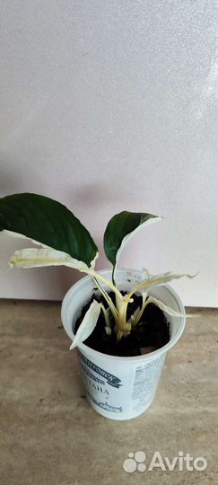 Спатифиллум пикассо