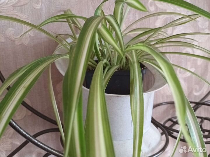 Хлорофитум