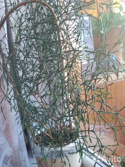 Молочай тирукалли