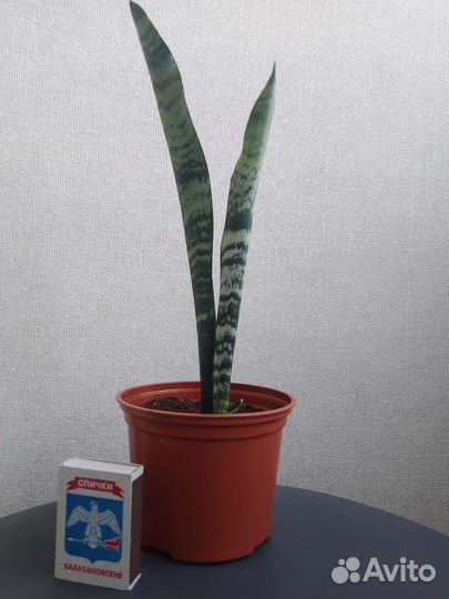 Диффенбахия, сансивьеры, спатифиллум, хлорофитум