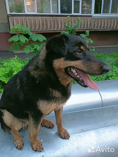 Собака бесплатно в добрые руки