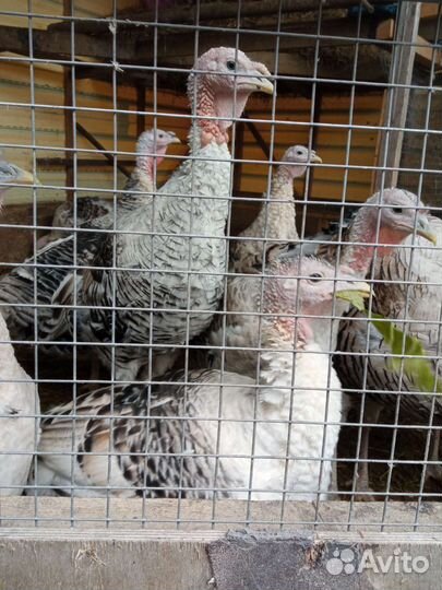 Индюшата,Кша, Лакеданзи, Амераукана,Маран