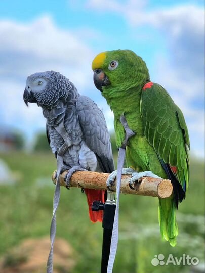 Консультация по воспитанию и дрессировкам попугая