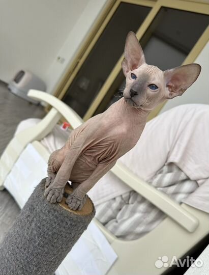 Котята петерболд