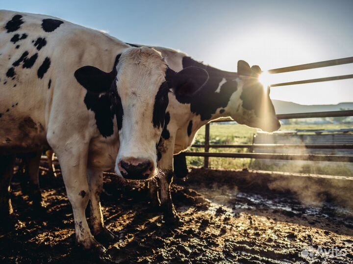 Перегной коровий.Доставка