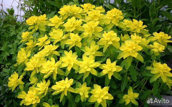 Молочай многоцветковый