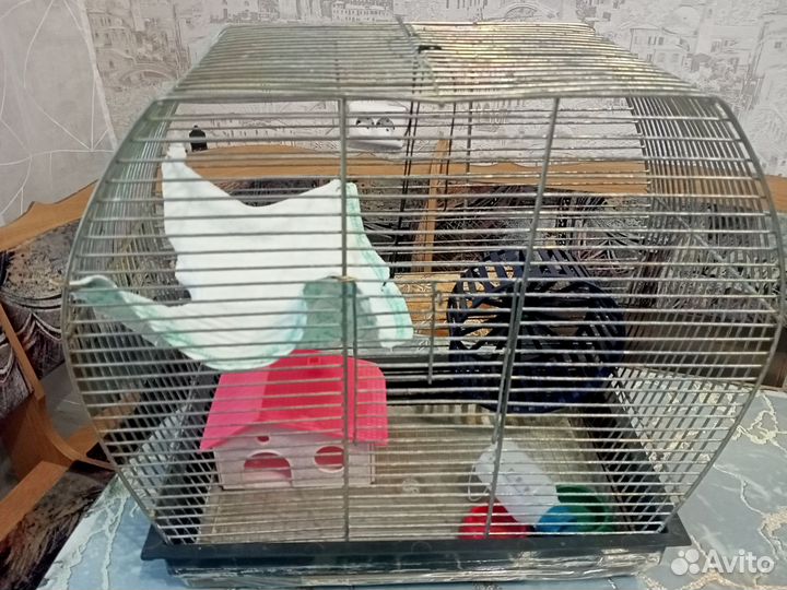 Клетка