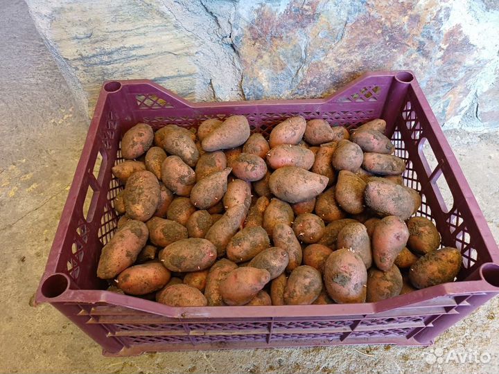 Семенной картофель