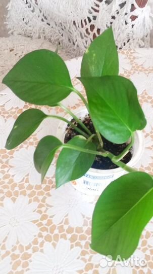 Комнатные растения,за инфой в сообщения