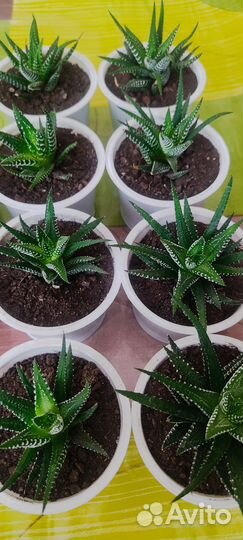 Комнатные растения