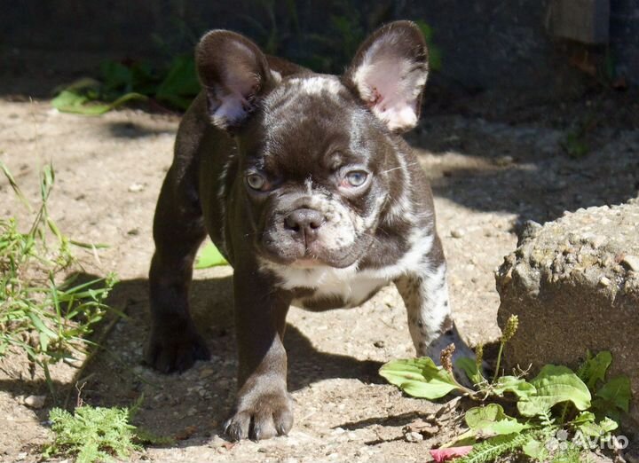 Французский бульдог