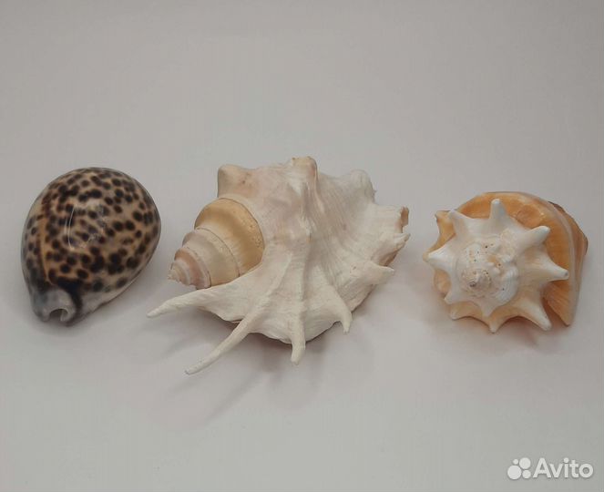Морские ракушки раковины