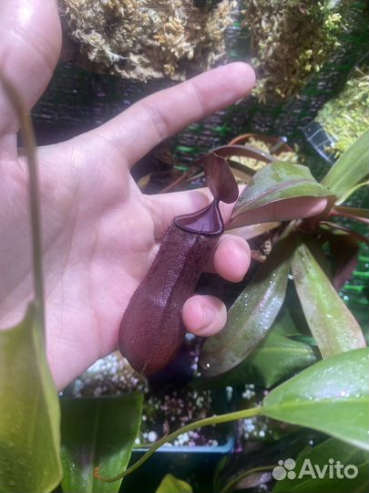Nepenthes sanguinea