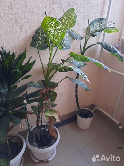 Диффенбахия