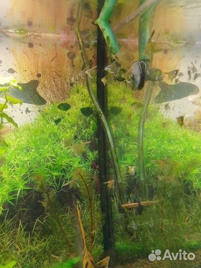 Скалярии манакапуру молодь собственного разведения