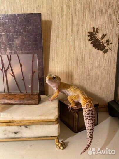 Террариум для рептилий и амфибий